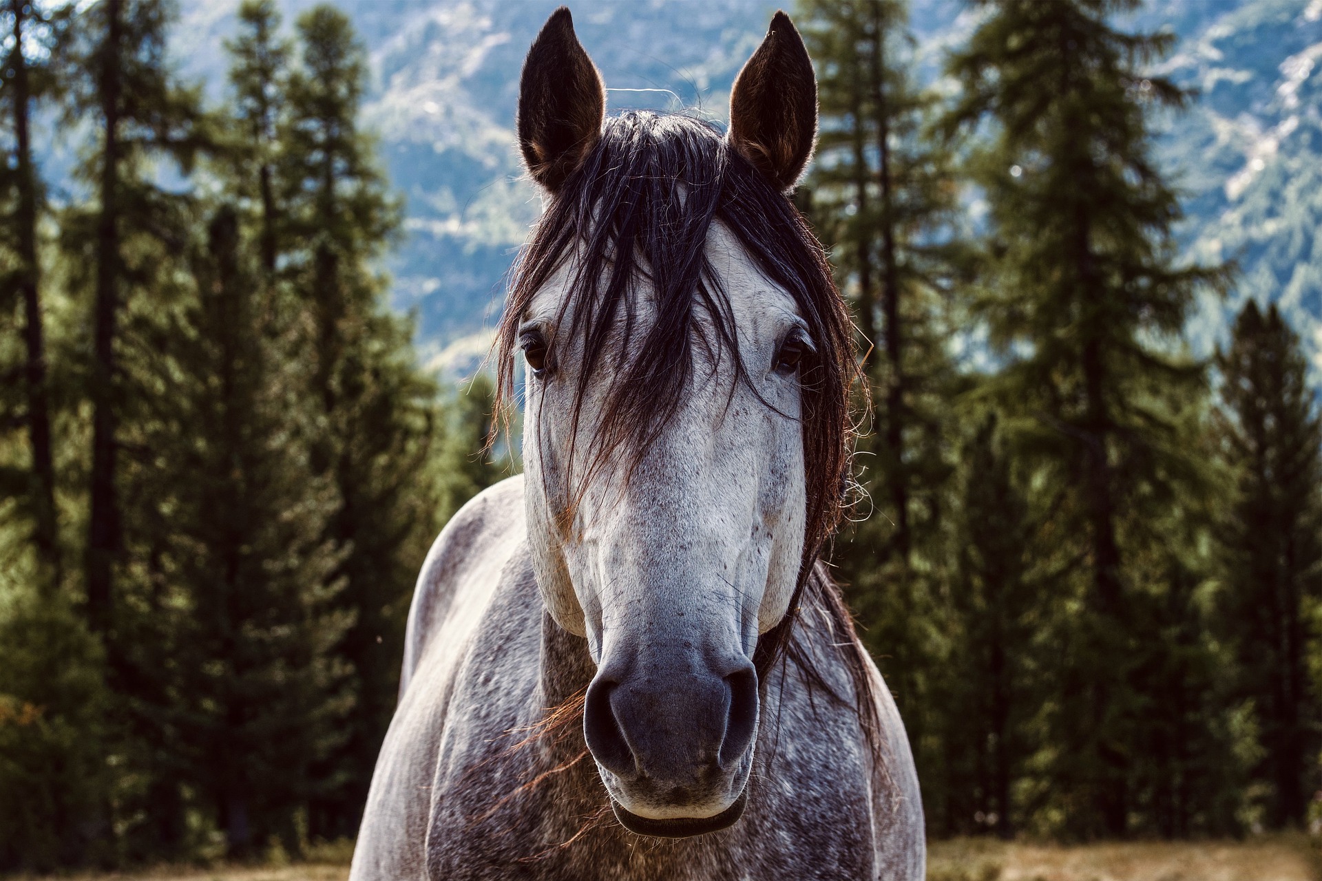 Horse Stallion with pine tree and mountain background.