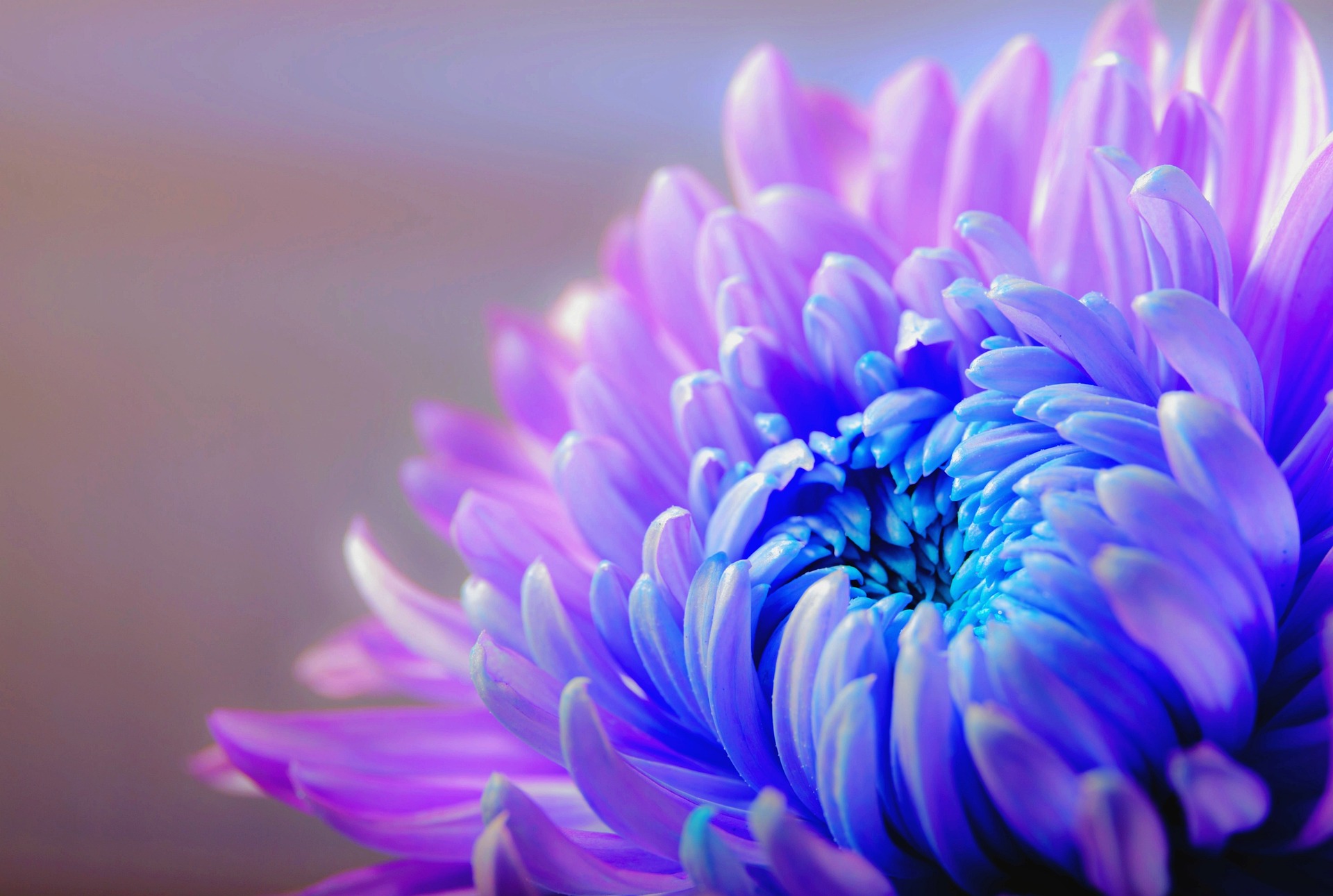 Purple and Blue Flower close up with faded background